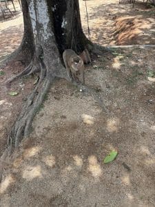 A small monkey walking at the base of a tree