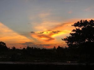 Trees silhouetted against an orange sunset.