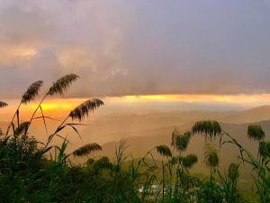 Several small plants in the foreground of a wide shot of mountains and an orange sky.