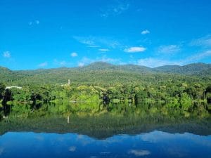 A large forest of trees set next to a body of water and a blue sky.