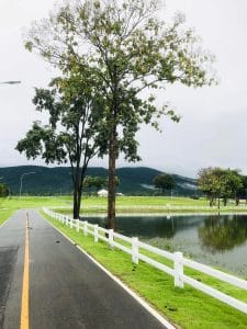 Trees lining a road and a lake in Thailand.