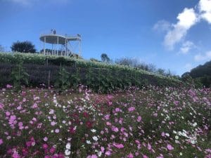 A range of small pin flowers next to other plants and a small metal viewing tower.