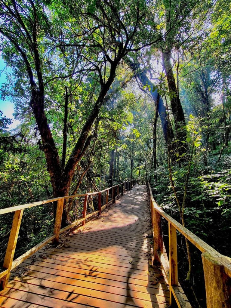 A wooden walkway through a forested area.