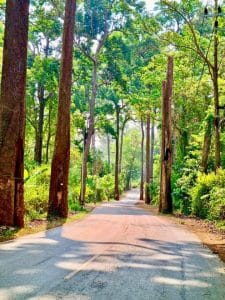 Trees lining a road.